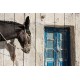 DONKEY NEAR THE WALL