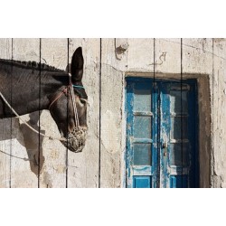 DONKEY NEAR THE WALL